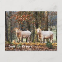 Vaches en France