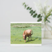 Carte Postale vaches et taureaux (Debout devant)