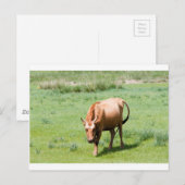 Carte Postale vaches et taureaux (Devant / Derrière)