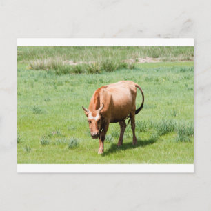 Carte Postale vaches et taureaux