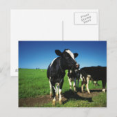 Carte Postale Vaches Holstein dans un champ (Devant / Derrière)