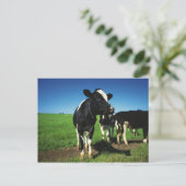 Carte Postale Vaches Holstein dans un champ (Debout devant)