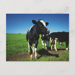 Carte Postale Vaches Holstein dans un champ