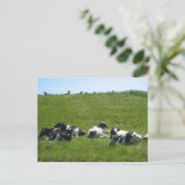 Carte Postale Vaches Holstein frisonnes (Debout devant)