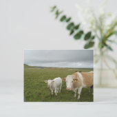CARTE POSTALE VACHES IRLANDAISES (Debout devant)