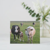Carte Postale Vaches irlandaises (Debout devant)