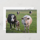 Carte Postale Vaches irlandaises (Devant / Derrière)