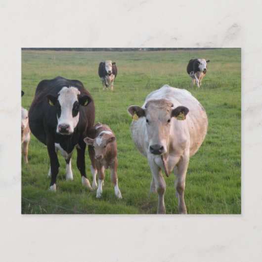 Carte Postale Vaches irlandaises (Devant)