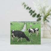 Carte postale Vaches laitières (Debout devant)