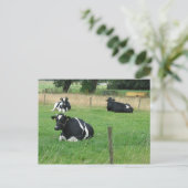 Carte postale Vaches laitières (Debout devant)