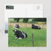 Carte postale Vaches laitières (Devant / Derrière)