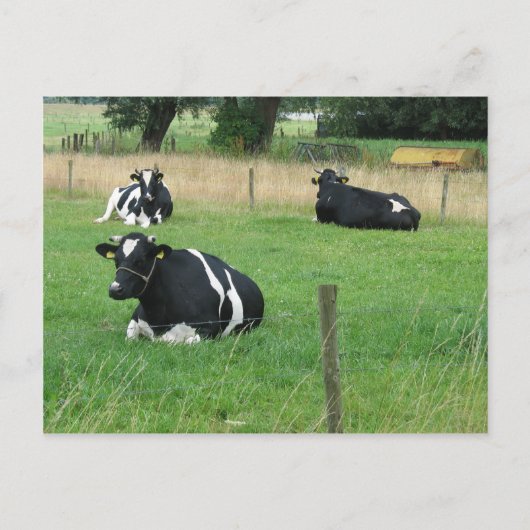 Carte postale Vaches laitières (Devant)