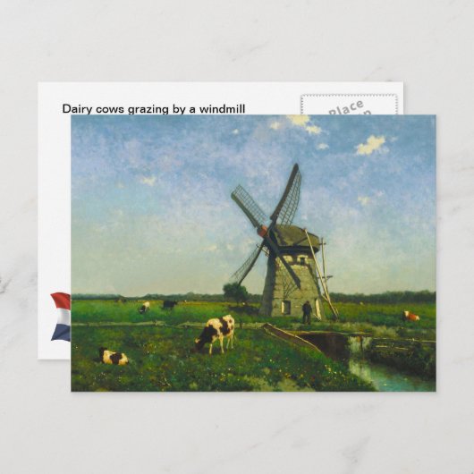 Carte Postale Vaches laitières broutant par un moulin à vent (Devant / Derrière)