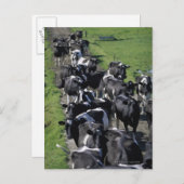Carte Postale Vaches laitières en attente de traite (Devant / Derrière)
