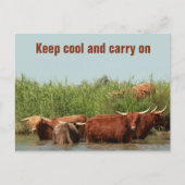 Carte Postale Vaches Longhorn gardant cool et continuant (Devant)