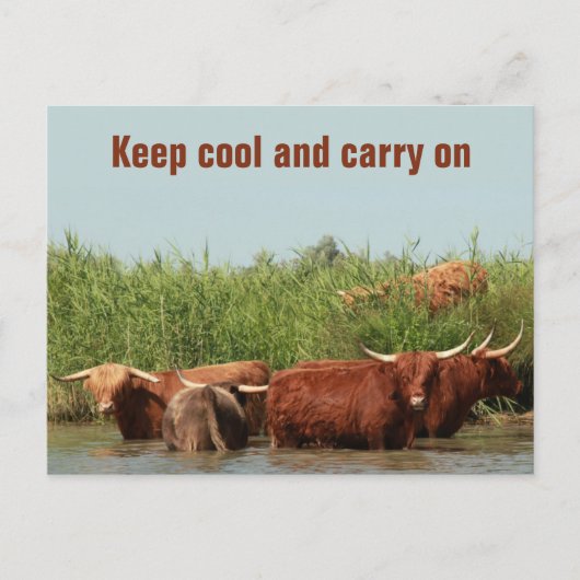 Carte Postale Vaches Longhorn gardant cool et continuant (Devant)