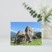 Carte Postale Vaches mangeant de l'herbe (Debout devant)