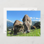 Carte Postale Vaches mangeant de l'herbe (Devant / Derrière)