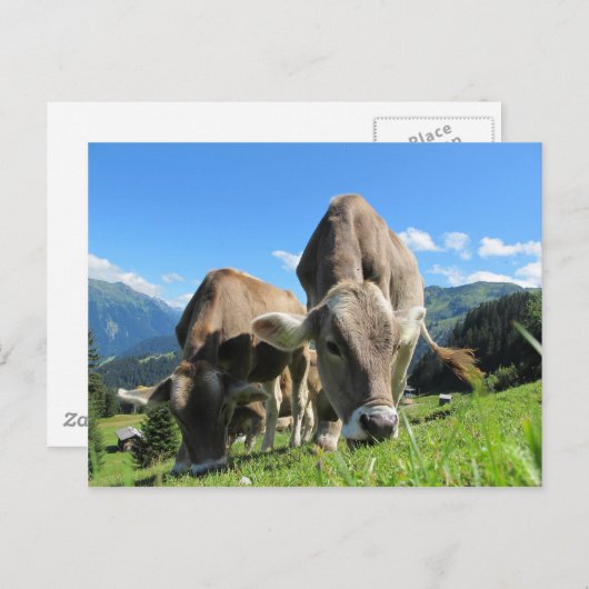 Carte Postale Vaches mangeant de l'herbe (Devant / Derrière)