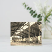 Carte Postale Vaches mangeant du foin dans les mouches (Debout devant)