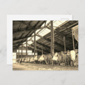 Carte Postale Vaches mangeant du foin dans les mouches (Devant / Derrière)