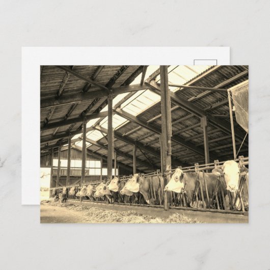 Carte Postale Vaches mangeant du foin dans les mouches (Devant / Derrière)