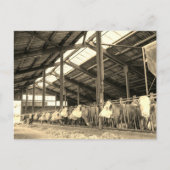 Carte Postale Vaches mangeant du foin dans les mouches (Devant)