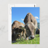 Carte Postale Vaches mignonnes en Autriche (Devant / Derrière)