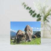 Carte Postale Vaches mignonnes en Autriche (Debout devant)
