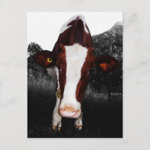 Carte Postale Vaches - pas toujours Noir et Blanc