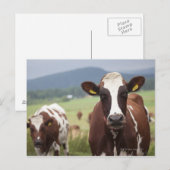 Carte Postale Vaches pâturantes (Devant / Derrière)