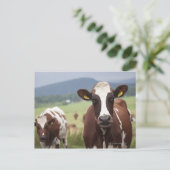 Carte Postale Vaches pâturantes (Debout devant)