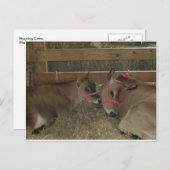 Carte Postale Vaches qui tournent autour (Devant / Derrière)