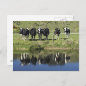 Carte Postale Vaches réfléchies dans le canal, Henley, Taieri Pl (Devant / Derrière)