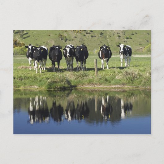 Carte Postale Vaches réfléchies dans le canal, Henley, Taieri Pl (Devant)