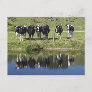 Carte Postale Vaches réfléchies dans le canal, Henley, Taieri Pl