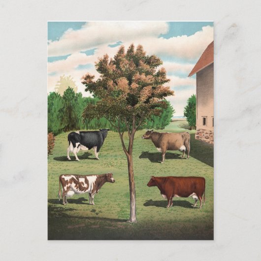 Carte postale Vaches rétroactives (Devant)