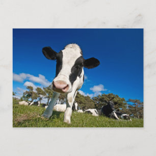 Carte Postale Vaches se nourrissant dans le pâturage 2