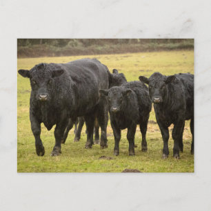 Carte Postale Vaches sous la pluie