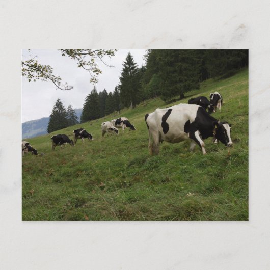 Carte Postale Vaches suisses (Devant)