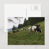 Carte Postale Vaches suisses (Devant / Derrière)