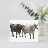Carte Postale Vaches suisses Brown (Debout devant)
