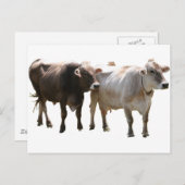 Carte Postale Vaches suisses Brown (Devant / Derrière)