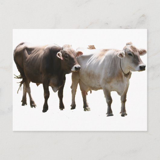 Carte Postale Vaches suisses Brown (Devant)