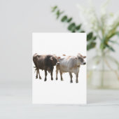 Carte Postale Vaches suisses Brown (Debout devant)