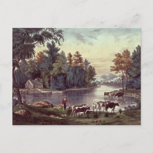 Carte Postale Vaches sur la rive d'un lac (Devant)