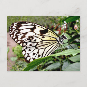 Carte Postale Vachette