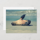 Carte Postale Vague de phoque (Devant / Derrière)