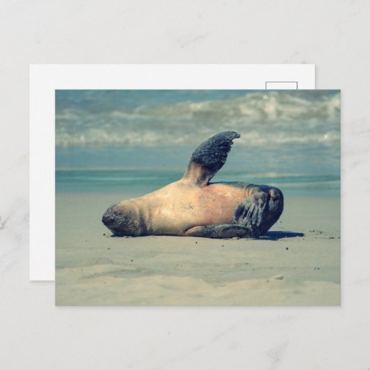 Carte Postale Vague de phoque (Devant / Derrière)