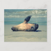 Carte Postale Vague de phoque (Devant)